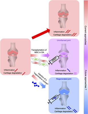 From the Basis of <mark class="highlighted">Epimorphic Regeneration</mark> to Enhanced Regenerative Therapies